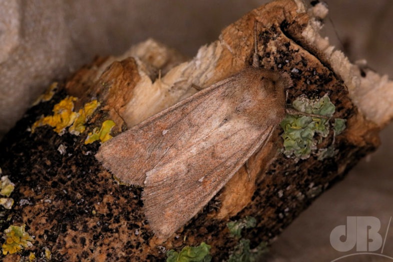 White-point (<em>Mythimna albipuncta</em>)