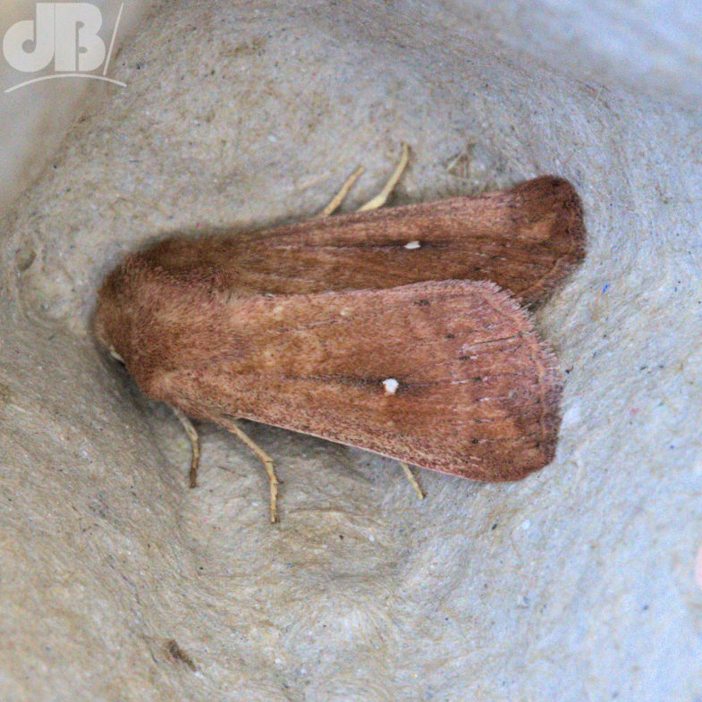 White-point (<em>Mythimna albipuncta</em>)