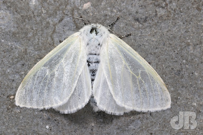 White Satin Moth (<em>Leucoma salicis</em>)