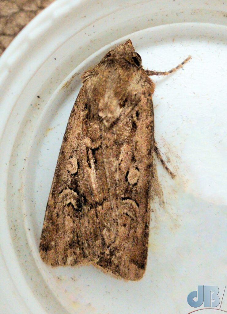 White-line Dart (<em>Euxoa tritici</em>)