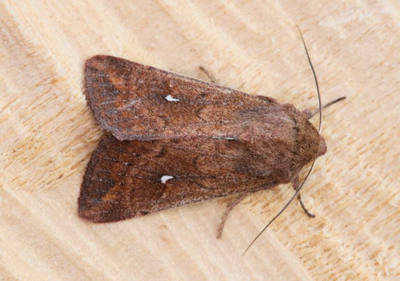 White-point (<em>Mythimna albipuncta</em>)