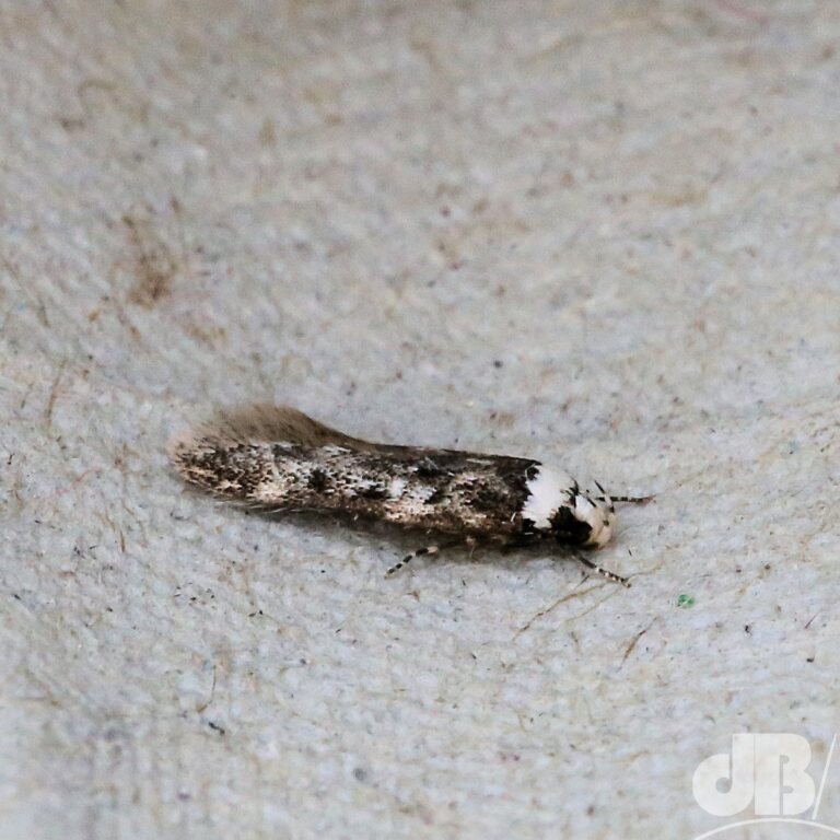 White-shouldered House-moth (<em>Endrosis sarcitrella</em>)