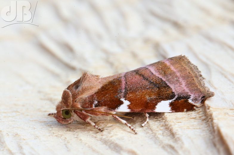 White-spotted Pinion (<em>Cosmia diffinis</em>)