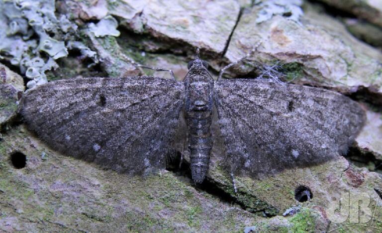 White-spotted Pug (<em>Eupithecia tripunctaria</em>)