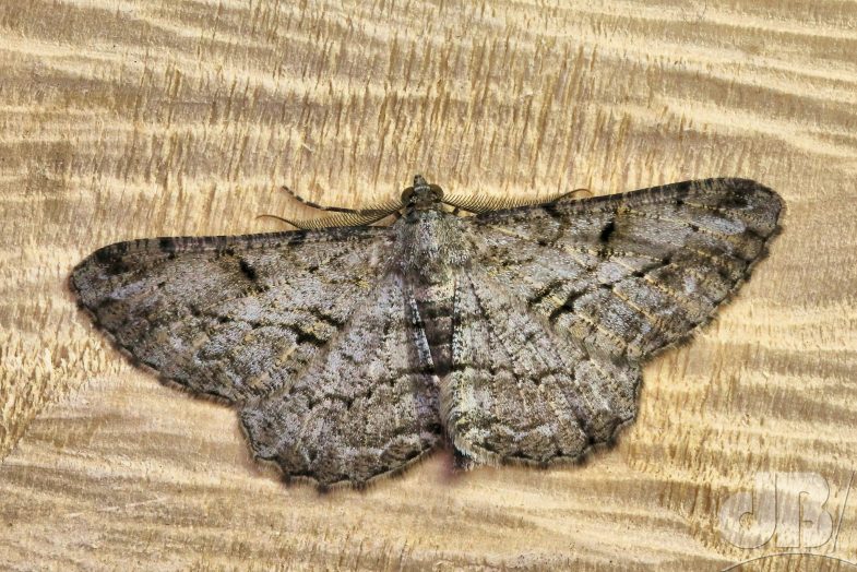 Willow Beauty (<em>Peribatodes rhomboidaria</em>)