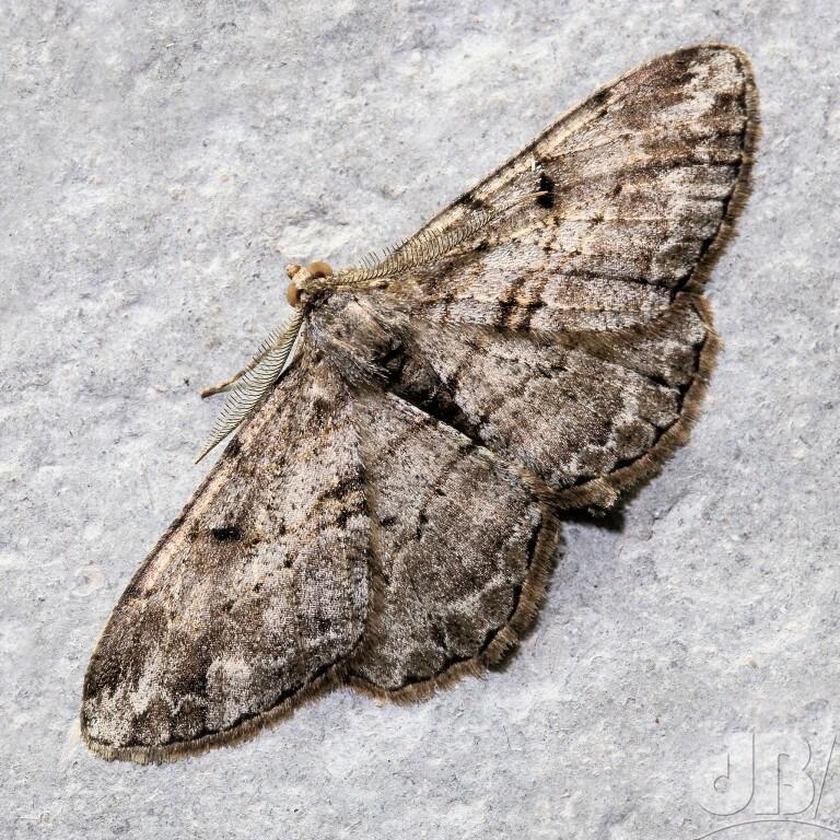 Willow Beauty (<em>Peribatodes rhomboidaria</em>)