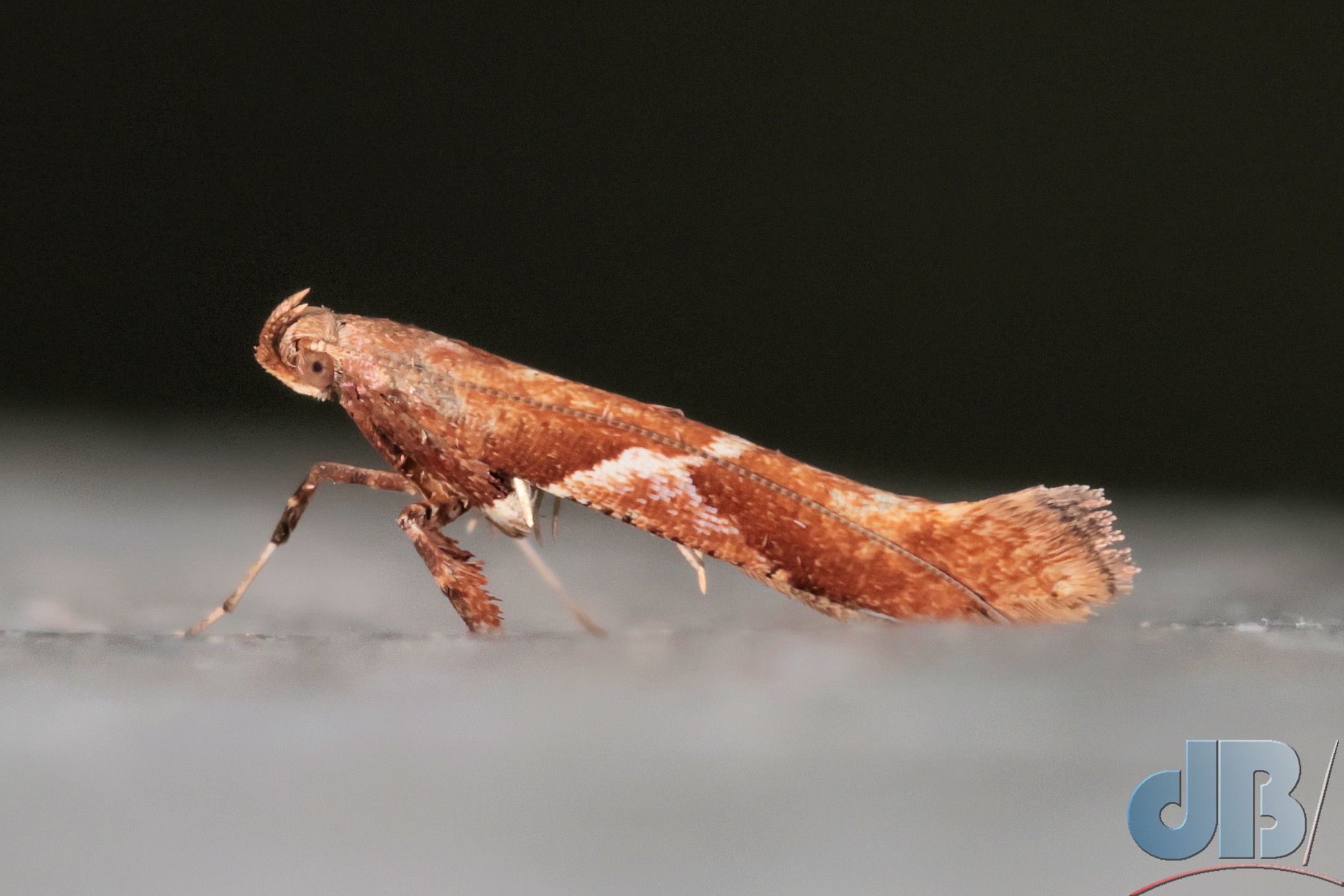 Willow Stilt (<em>Caloptilia	stigmatella</em>)