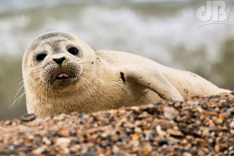 Harbour Seal (<em>Phoca vitulina</em>)