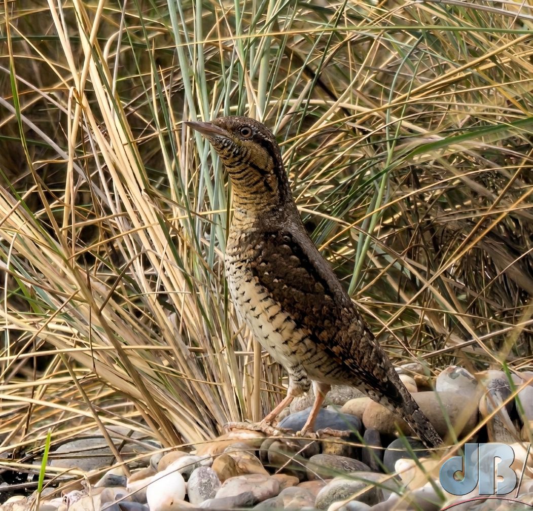 Eurasian Wryneck (<em>Jynx torquilla</em>)
