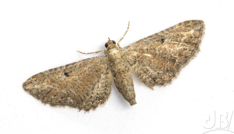 Yarrow Pug (<em>Eupithecia millefoliata</em>)