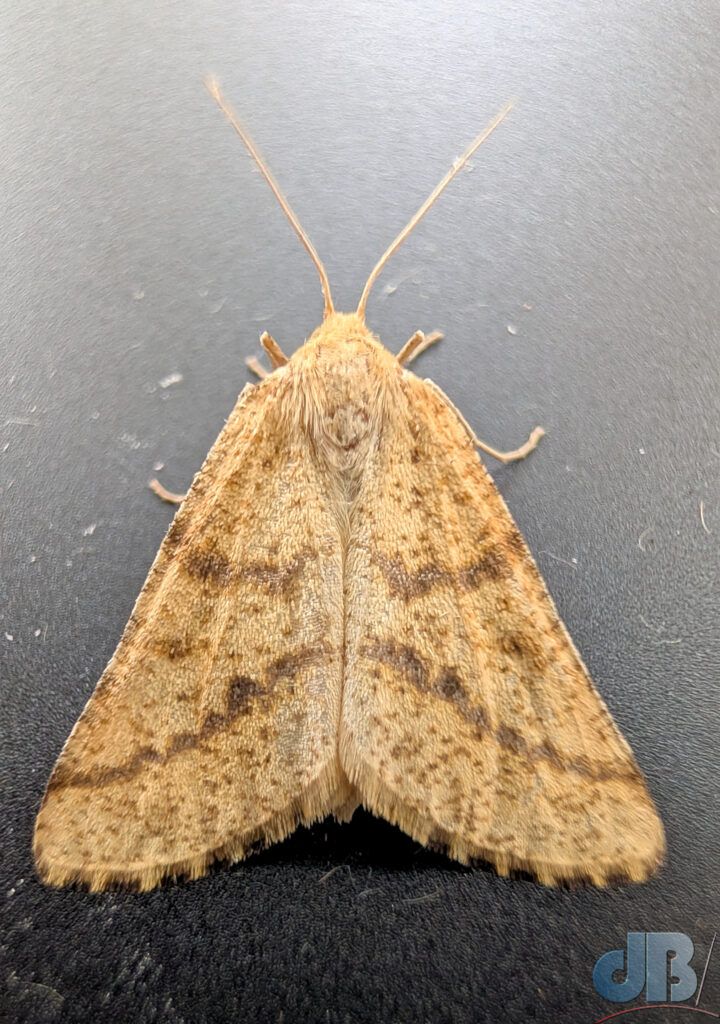 Female Yellow Belle (<em>Aspitates ochrearia</em>)