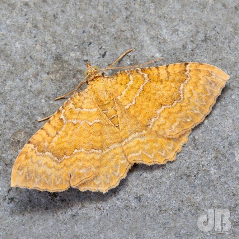 Yellow Shell (<em>Camptogramma bilineata</em>)