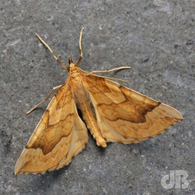 The Spinach (<em>Eulithis mellinata</em>)