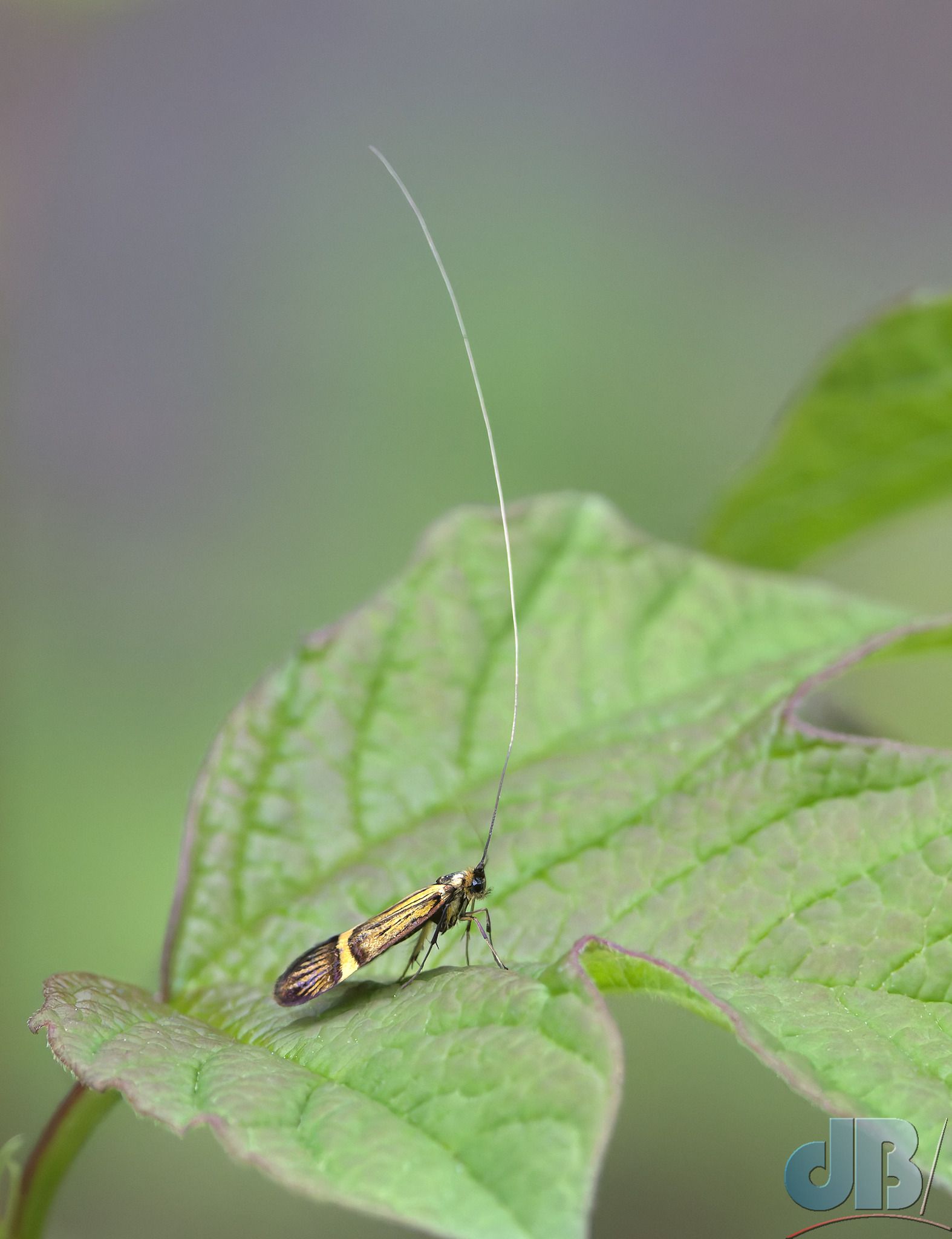 Yellow-banded Longhorn (<em>Nemophora deegerella</em>)