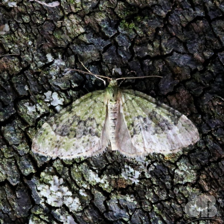 Yellow-barred Brindle (<em>Acasis viretata</em>)