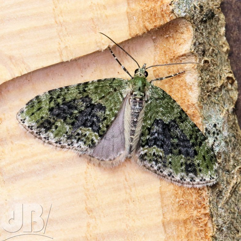 Yellow-barred Brindle moth