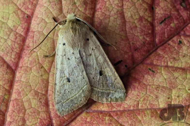Yellow-line Quaker (<em>Agrochola macilenta</em>)