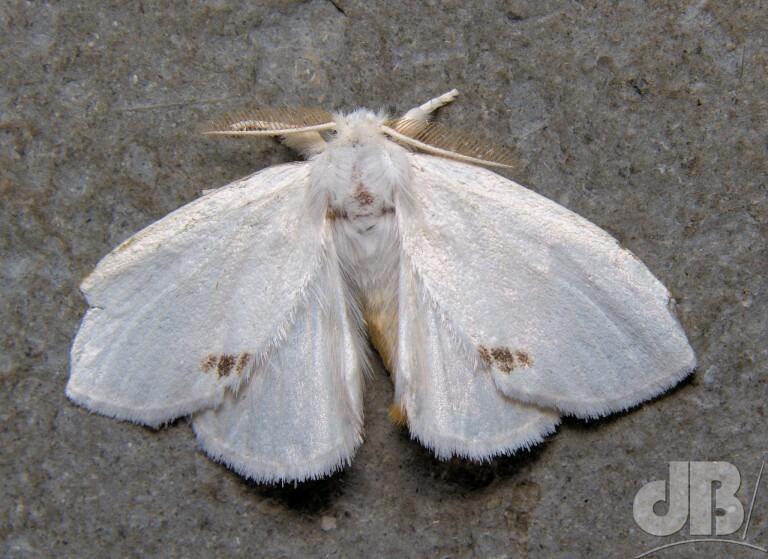 Yellow-tail (<em>Euproctis similis</em>)