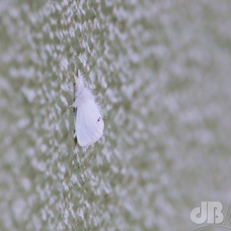 Yellow-tail (<em>Euproctis similis</em>)