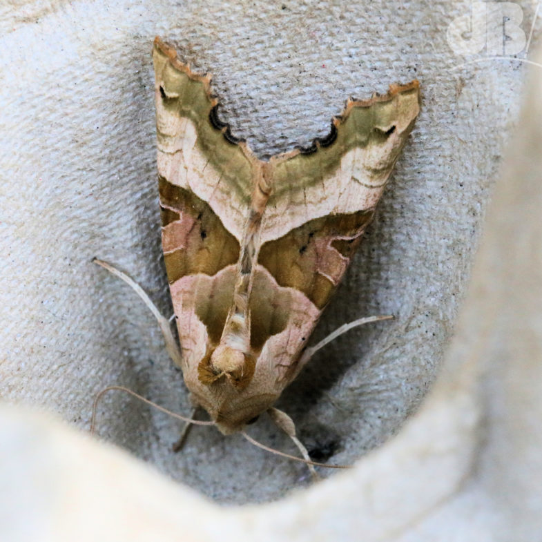 Angle Shades (<em>Phlogophora meticulosa</em>)