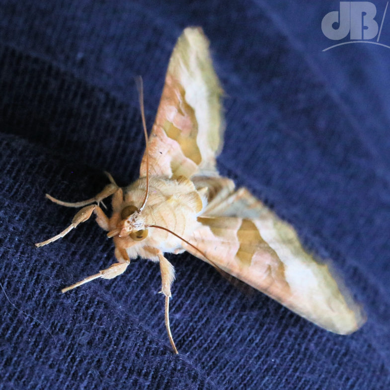 Angle Shades (<em>Phlogophora meticulosa</em>)