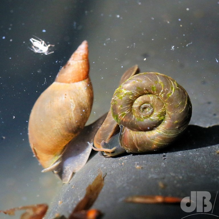 Aquatic snails