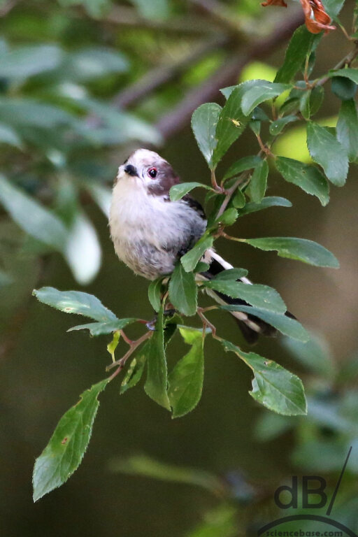 Long-tailed tit, fledgling (Aegithalos caudatus)