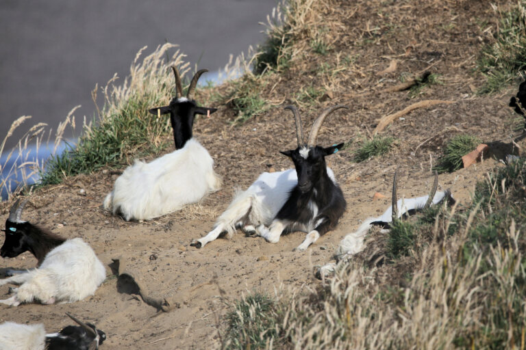 Bagot Goat (Capra aegagrus hircus)