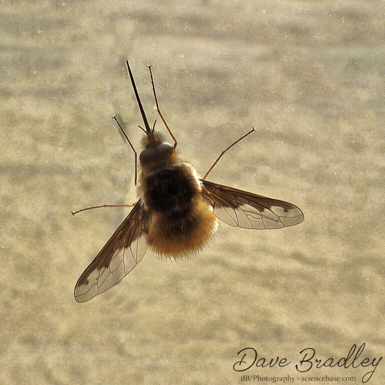 Bee-fly (<em>Bombylius major</em>)