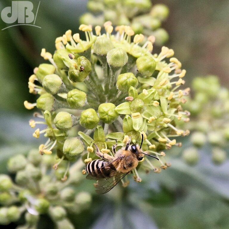 Ivy Bee (<em>Colletes hederae</em>)