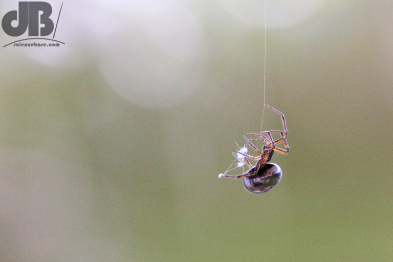 False Widow Spider (Steatoda nobilis)