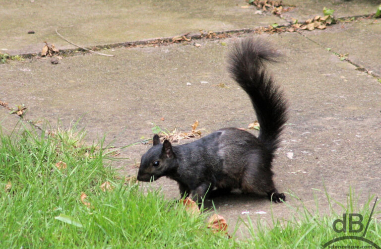 Black squirrel (Sciurus carolinensis)