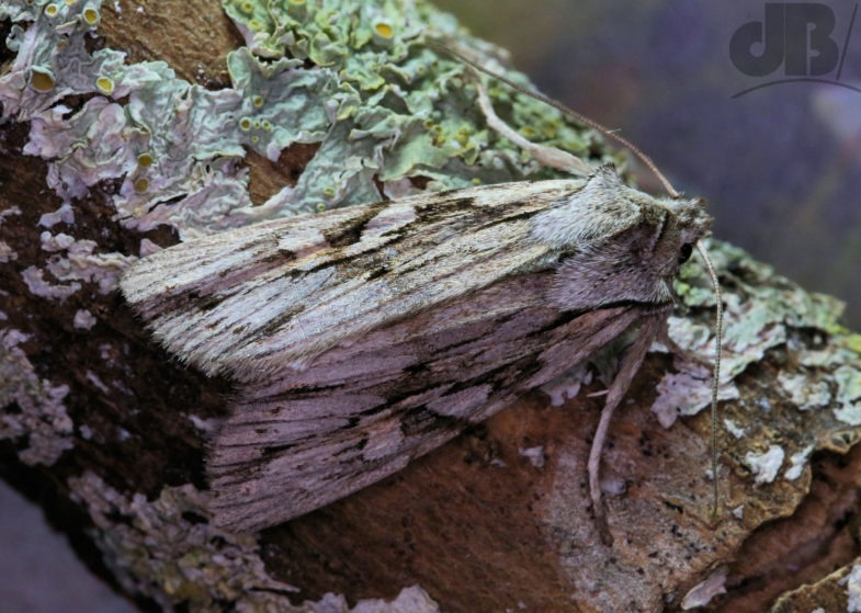 Blair's Shoulder Knot (<em>Lithophane leautieri</em>)