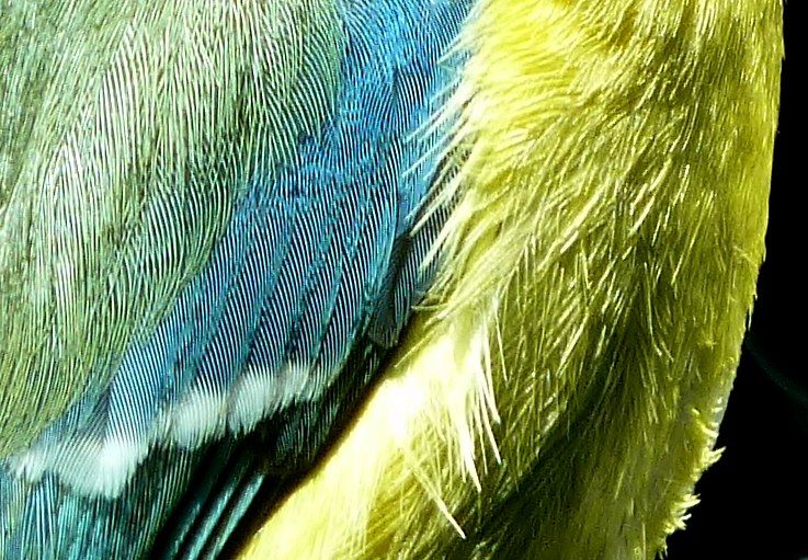blue-tit-feathers