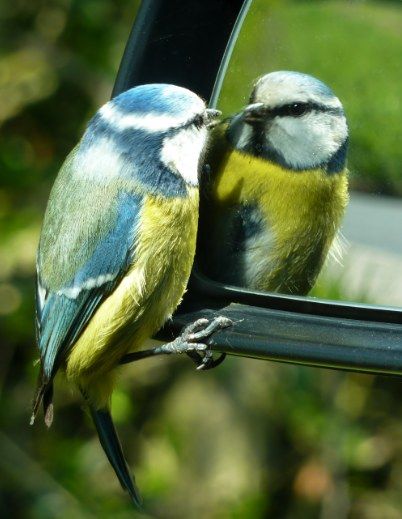 blue-tit-wing-mirror