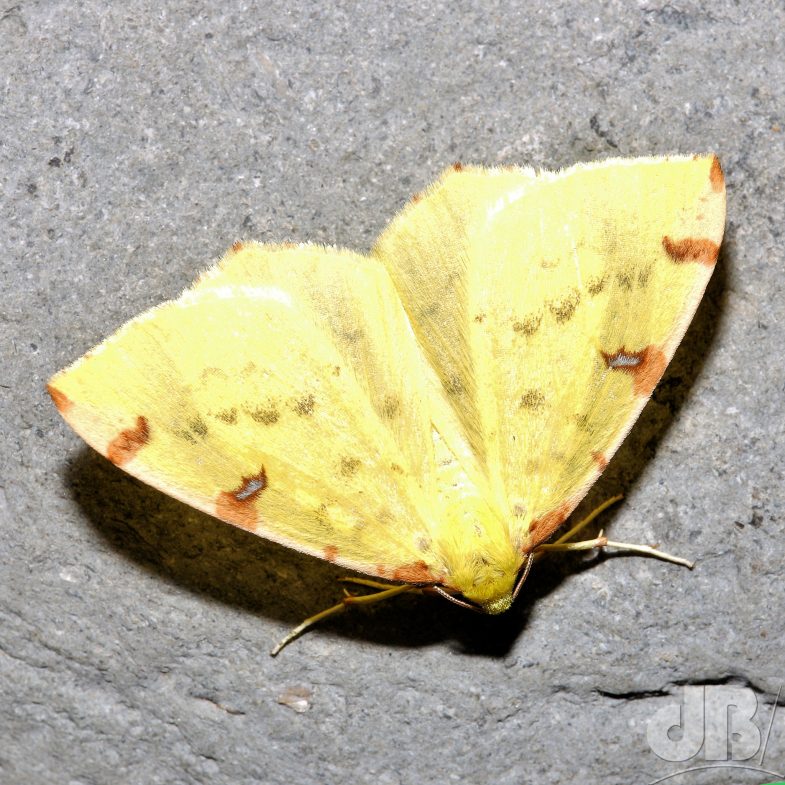 Brimstone (<em>Opisthograptis luteolata</em>)