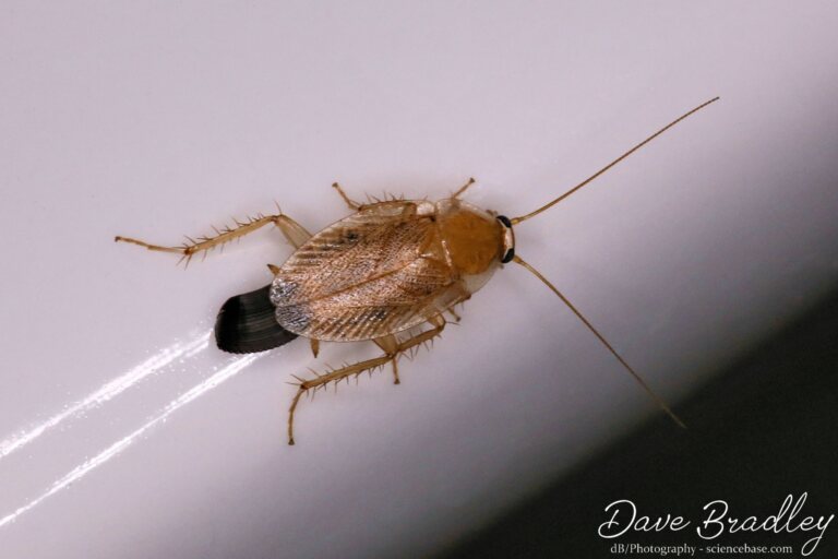 Tawny Cockroach (<em>Ectobius pallidus</em>)
