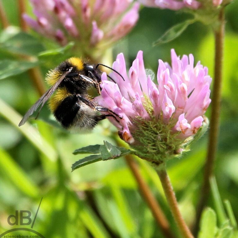 Garden bumblebee (Bombus hortorum)