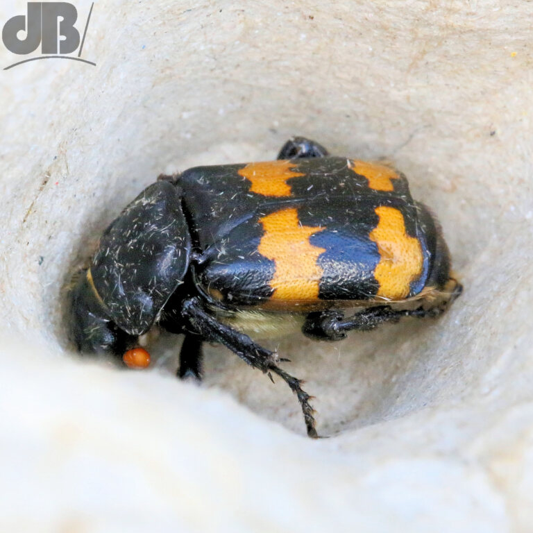 Common Burying Beetle (Nicrophorus vespillo)