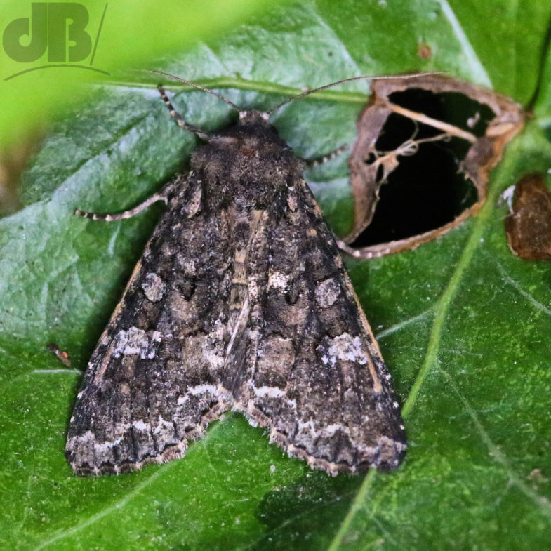 Cabbage Moth (<em>Mamestra brassicae</em>)?