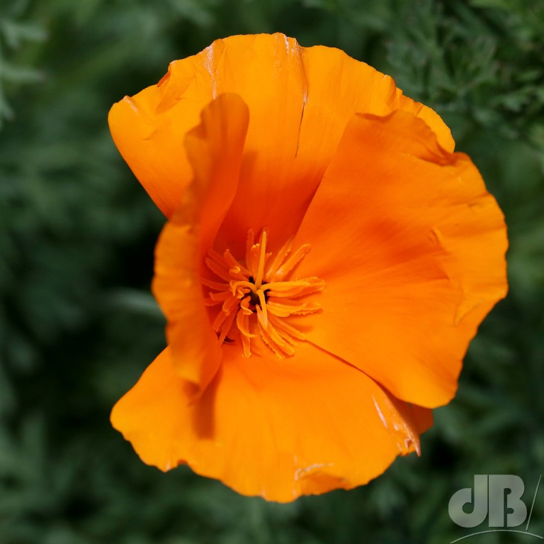 California Poppy (<em>Eschscholzia californica</em>)