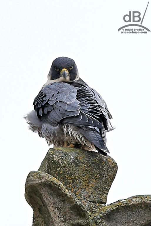 Female Peregrine (<em>Falco peregrinus</em>)
