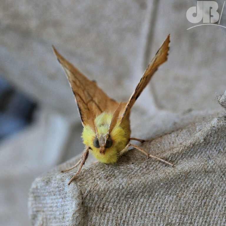 Canary-shouldered Thorn (<em>Ennomus alniaria</em>)