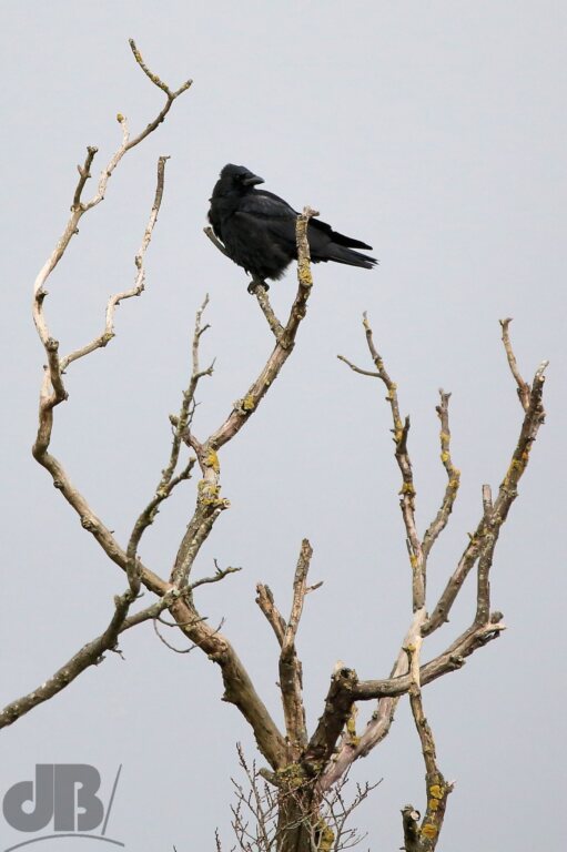Carrion Crow (<em>Corvus corone</em>)
