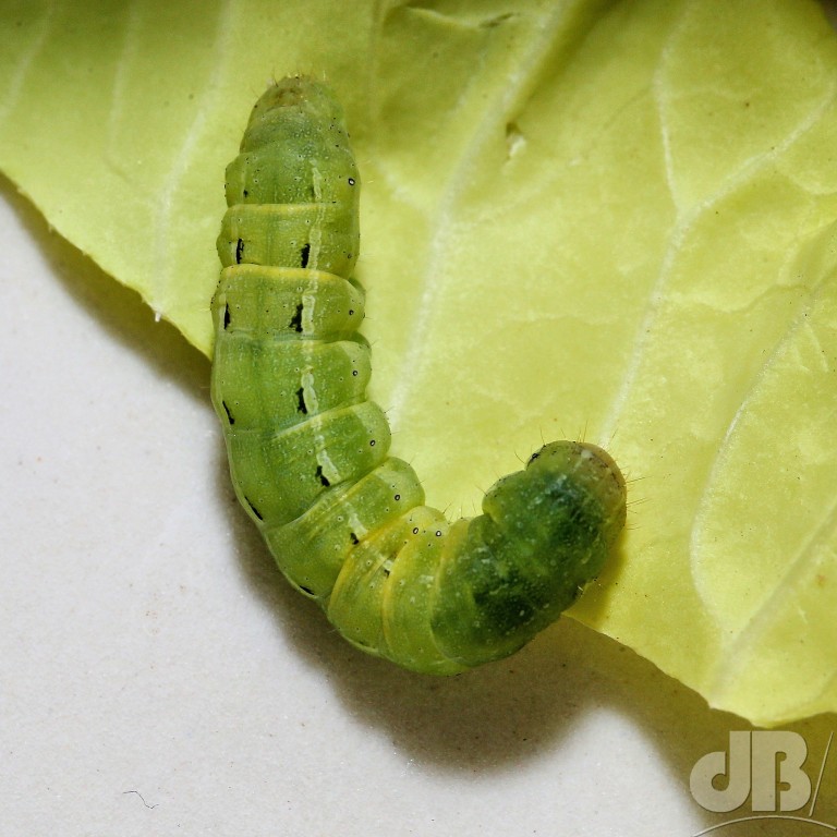 Green form of larva of Large Yellow Underwing (<em>Noctua pronuba</em>)