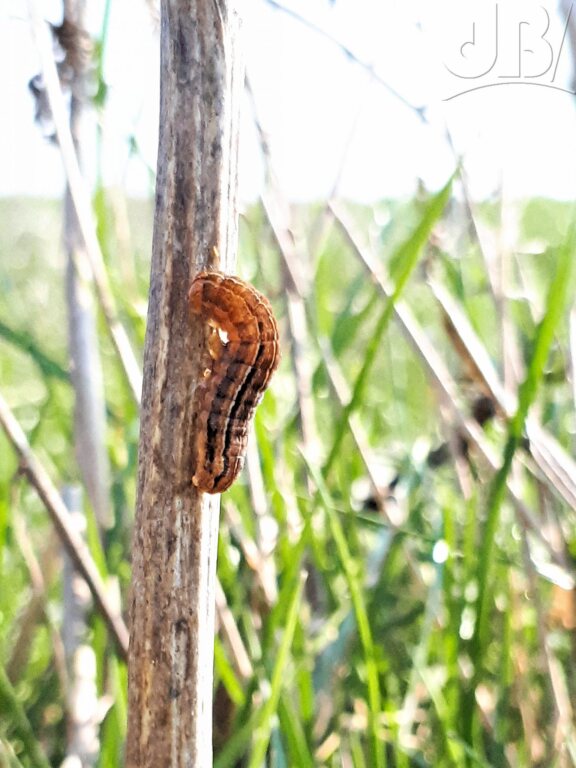 Rustic larva