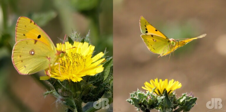 A couple of Clouded Yellow
