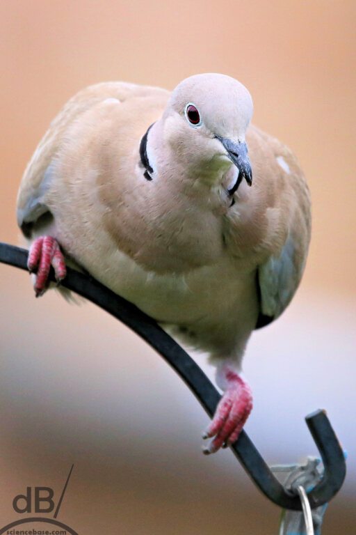 Eurasian collared dove (Streptopelia decaocto)