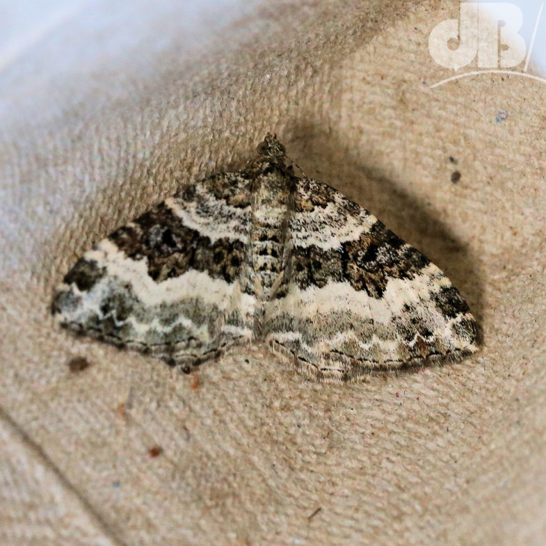 Common Carpet (<em>Epirrhoe alternata</em>)