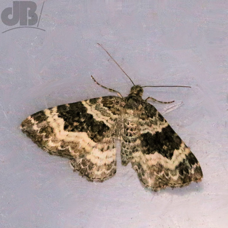 Common Carpet (<em>Epirrhoe alternata</em>)